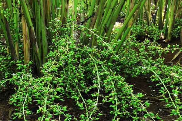 Why Tanzanian Cardamom is Superior